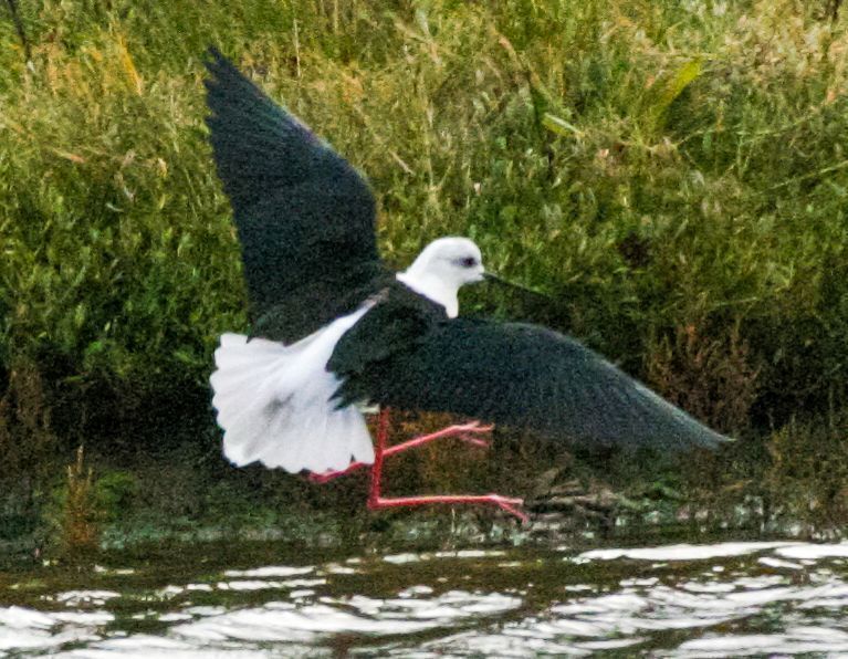 Black-winged Stilt (Himantopus himantopus) In flight